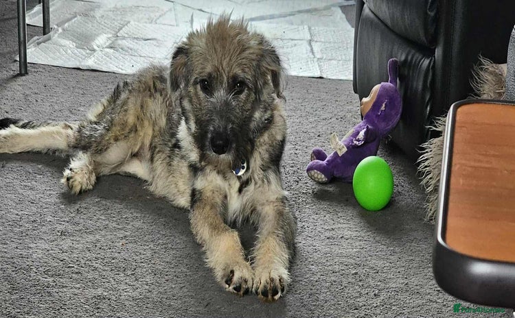 Mixed Breed dogs - Advert 1