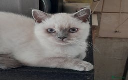 British Shorthair cats for sale: BSH Lilac Colourpoint Kitten - 1 left in Clacton-on-Sea - Image 6