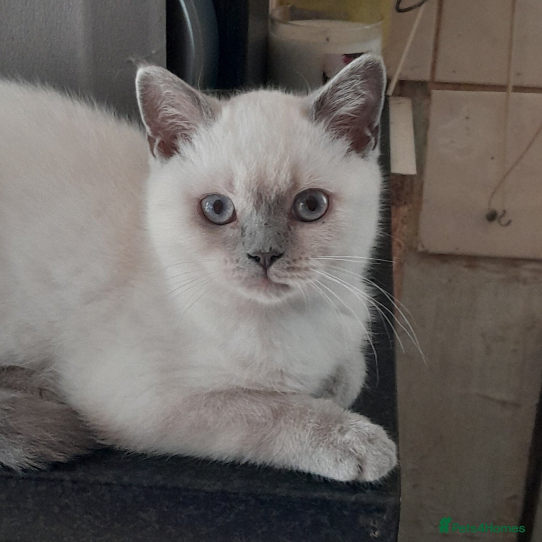 British Shorthair cats for sale: BSH Lilac Colourpoint Kitten - 1 left in Clacton-on-Sea - Image 6