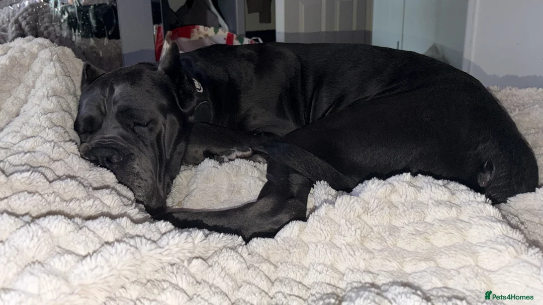 Cane Corso dogs for stud: Genuine Cane Corso Top Quality - Advert 8