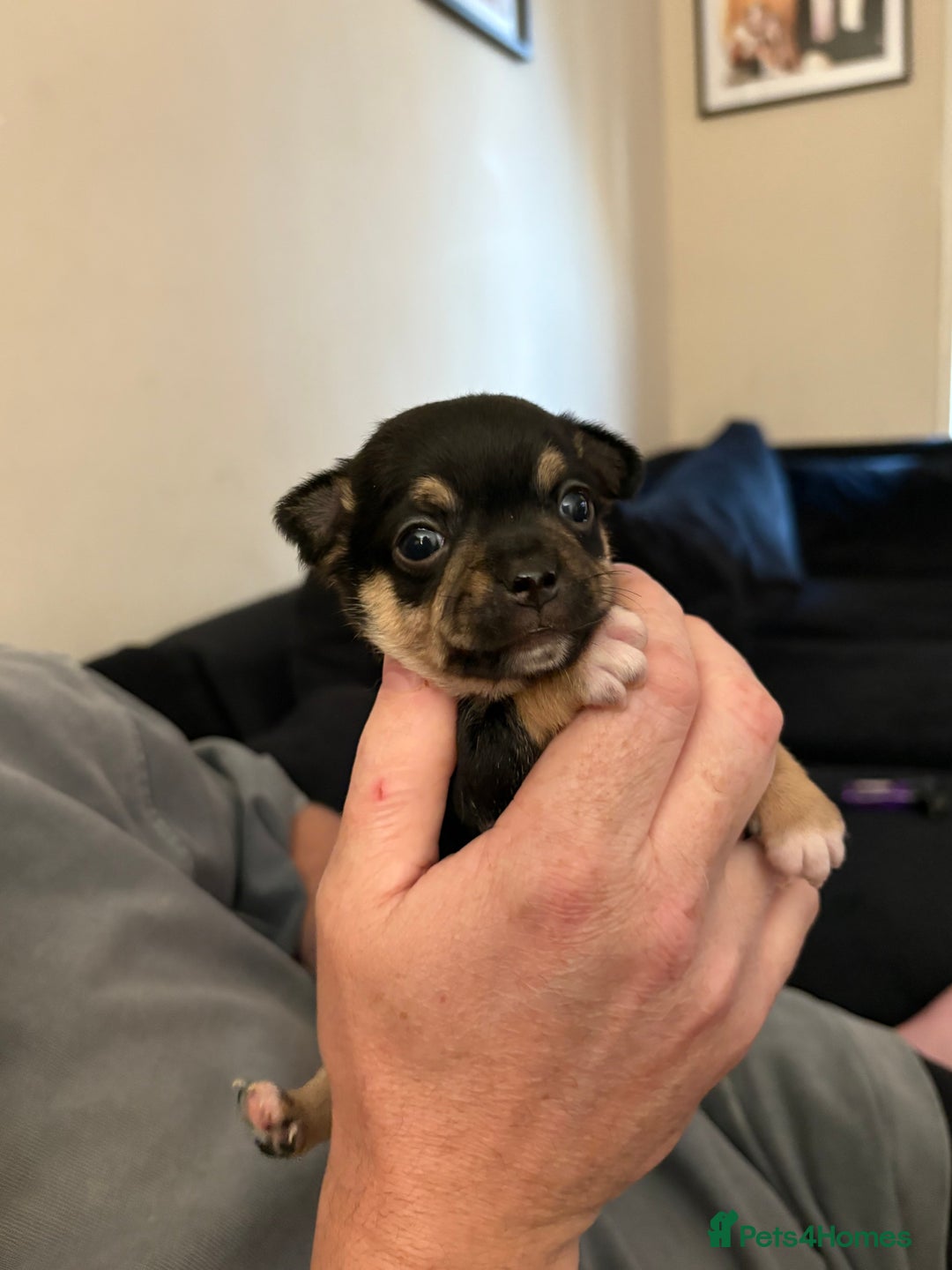 Chihuahua dogs for sale: Chihuahua and Pomchi puppies - Image 7