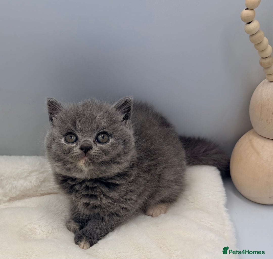 British Shorthair cats for sale: PEDIGREE REGISTERED CHUNKY BRITISH SHORTHAIRS  - Image 23