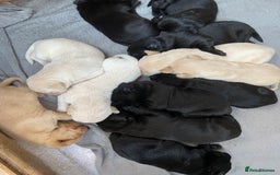 Labrador Retriever dogs for sale: Stunning Labrador Puppies - Image 13