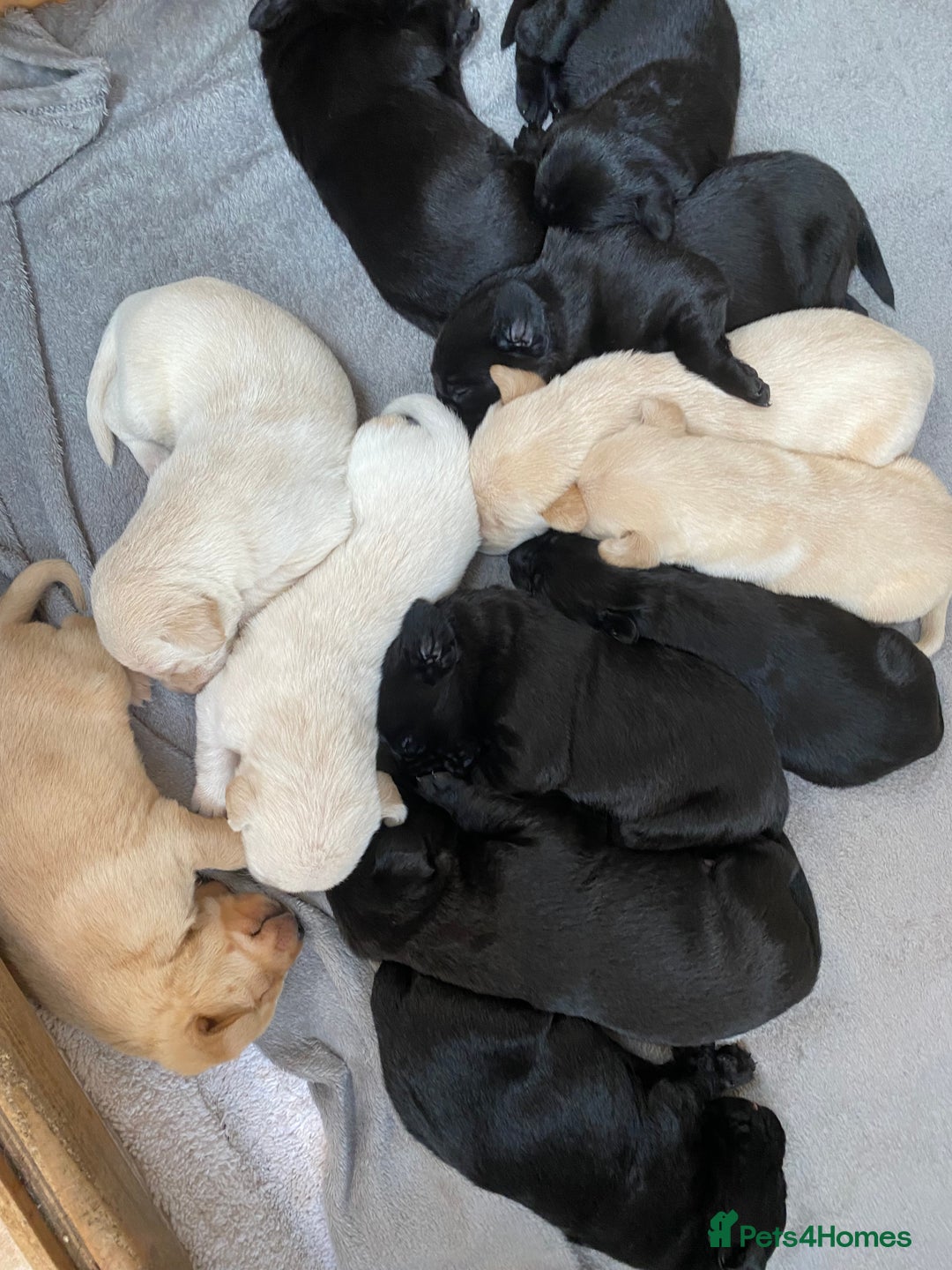 Labrador Retriever dogs for sale: Stunning Labrador Puppies - Image 13