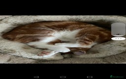 Mixed Breed cats for sale: Ginger neutered males for new home - Image 6