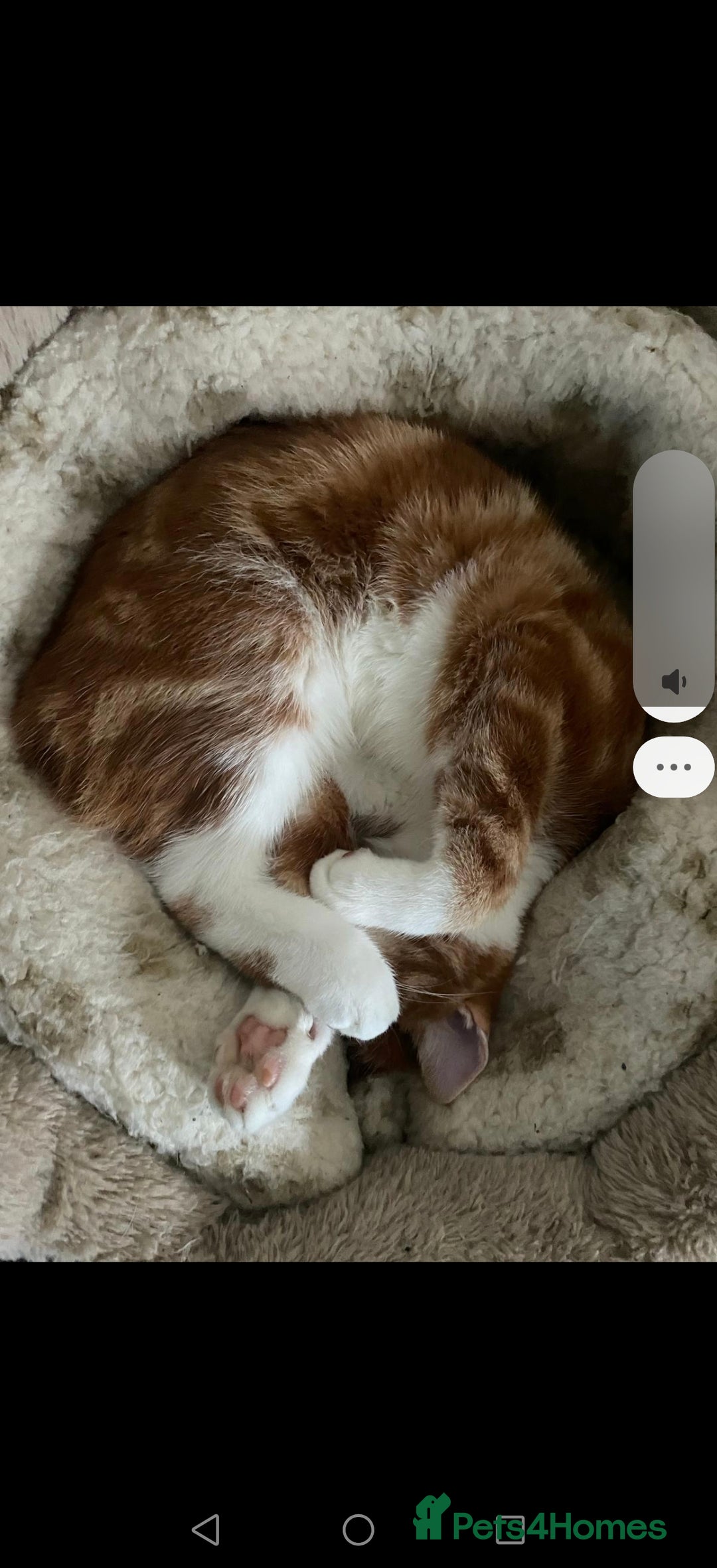 Mixed Breed cats for sale: Ginger neutered males for new home - Image 6