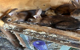 Rex rabbits for sale: Mini Caster rex - Image 5