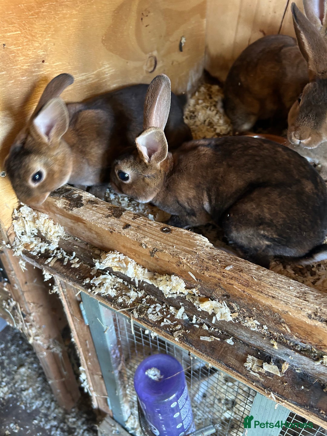 Rex rabbits for sale: Mini Caster rex - Image 5