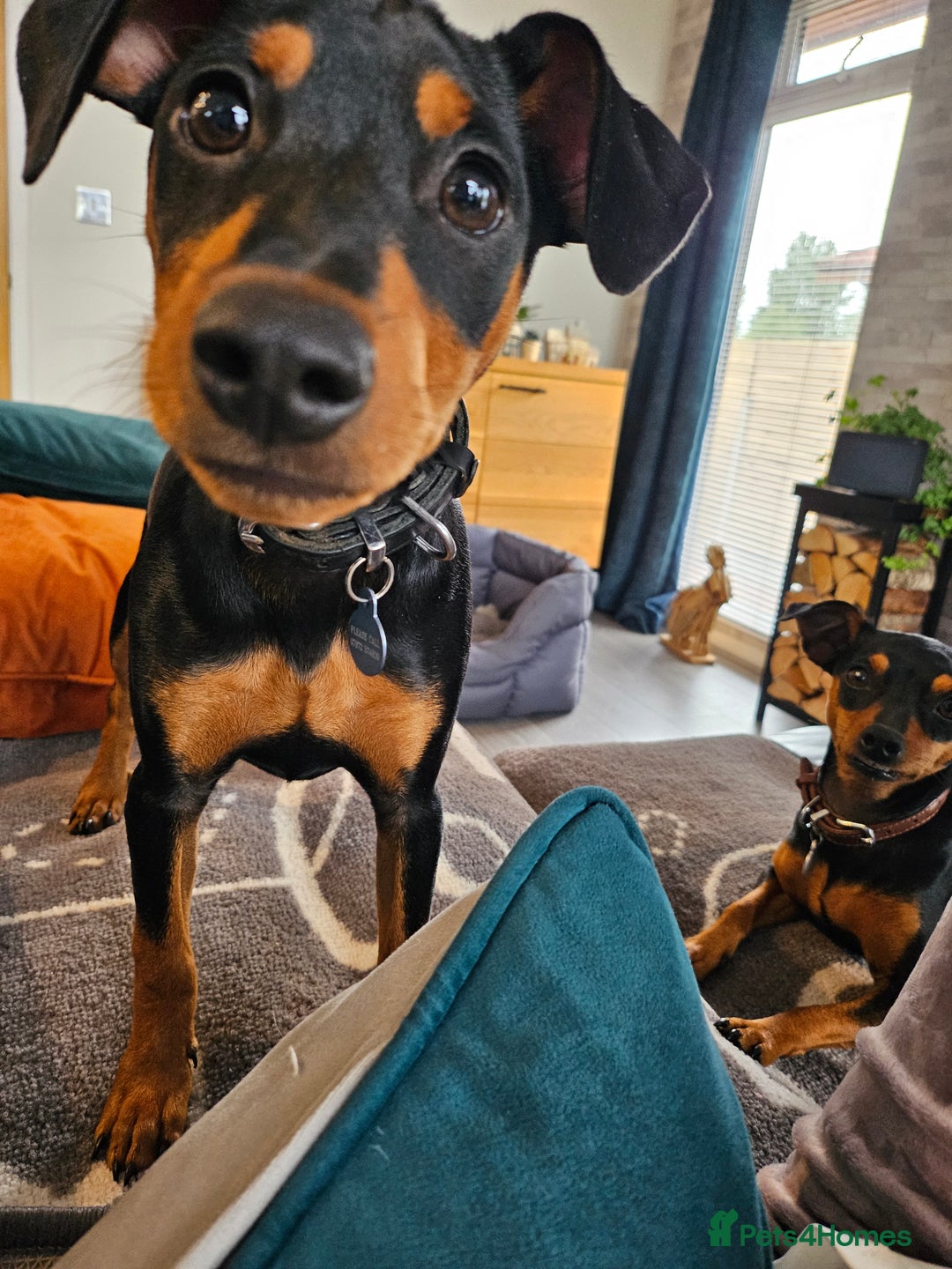 Miniature Pinscher dogs for sale: Miniture pincher male  - Advert 12