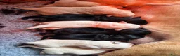 Labrador Retriever dogs for sale: Stunning, Health Tested Parents, KC Lab Puppies - Advert 6