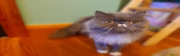 Persian cats for sale: Pedigree Persian and Exotic kitten waiting list  - Advert 3