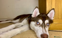 Siberian Husky dogs for stud: Strong blood lined blue eyed sable agouti husky  - Advert 3
