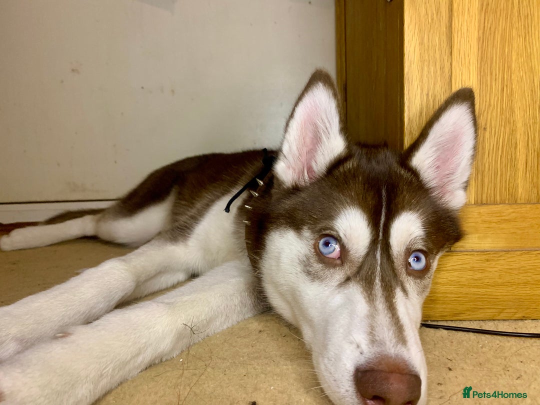 Siberian Husky dogs for stud: Strong blood lined blue eyed sable agouti husky  - Advert 3