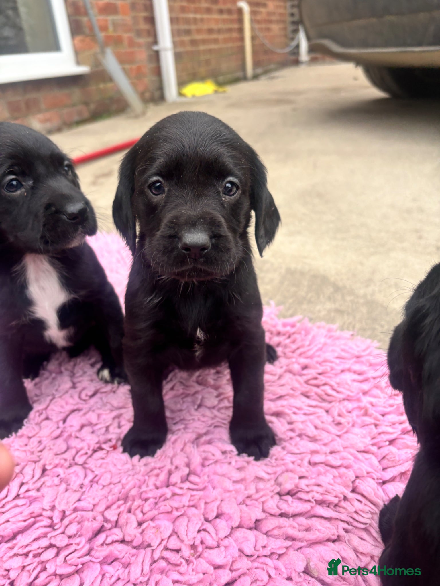 Springador dogs F1 springador puppies  last girl 🩷 ready now!  - Advert 14