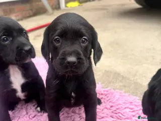 Springador dogs F1 springador puppies last girl 🩷 ready now! - Advert 5