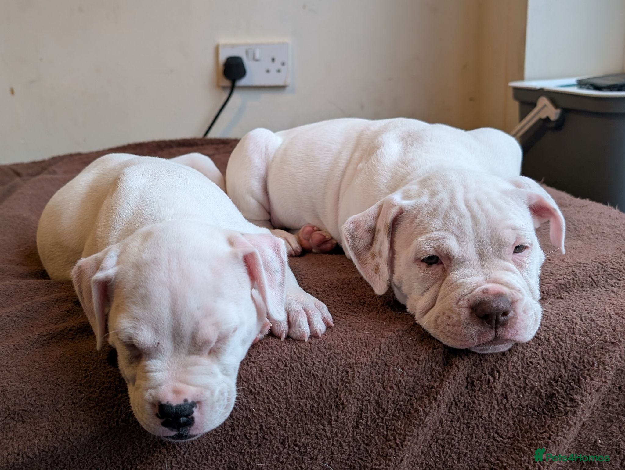 American Bulldog dogs Johnson American bulldog puppies - Advert 2