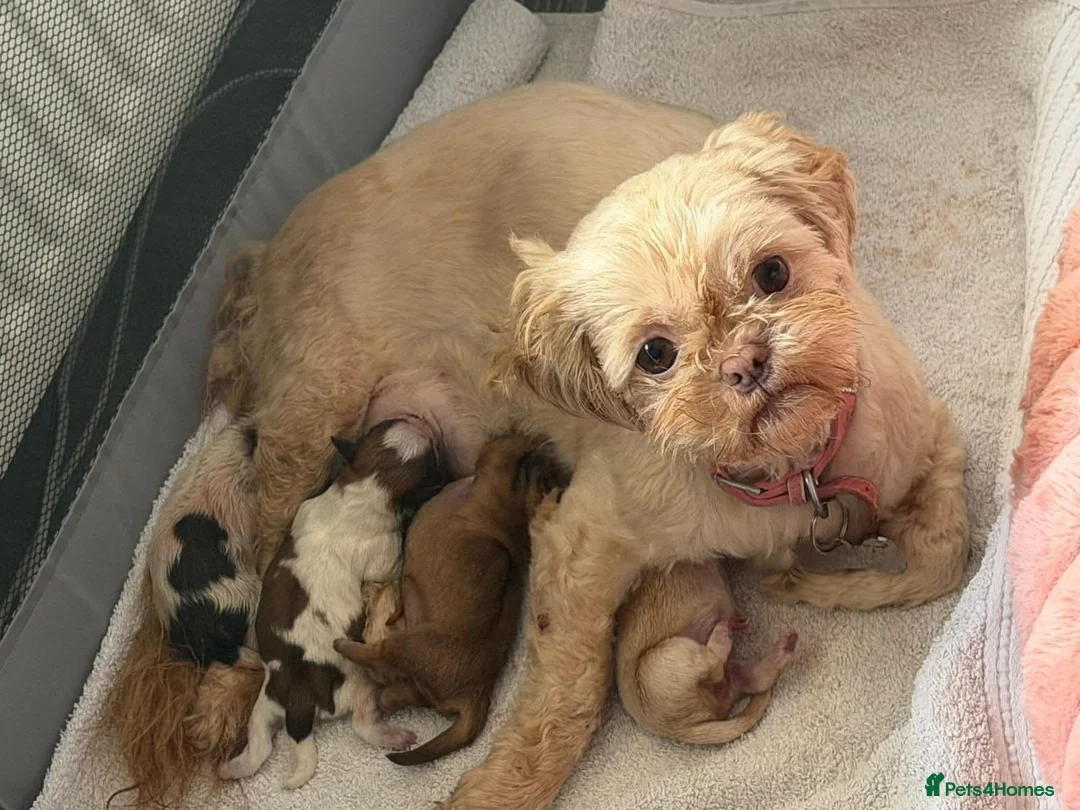 Shih Tzu dogs for sale: Gorgeous Shih Tzu's  in Liverpool - Advert 1