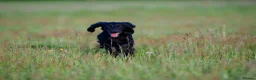 Cocker Spaniel dogs for sale: KC Health Tested Working Cocker Spaniel Puppies - Advert 8