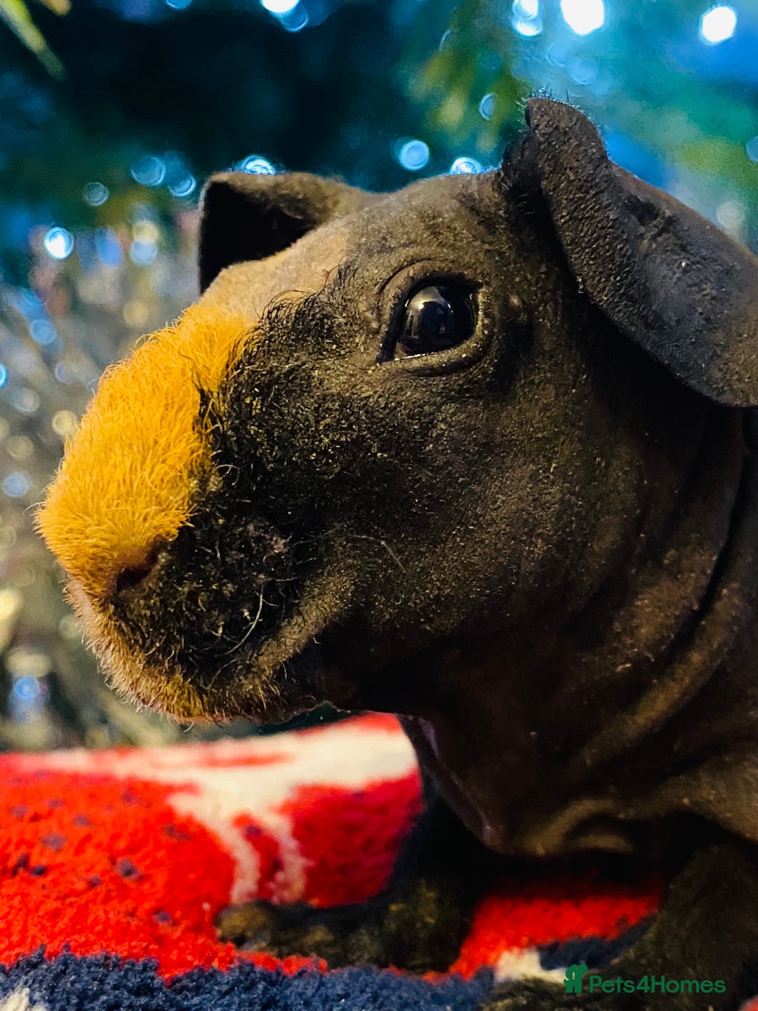 Guinea Pig rodents for sale: Skinny pig baby boy ready to reserve  - Advert 2