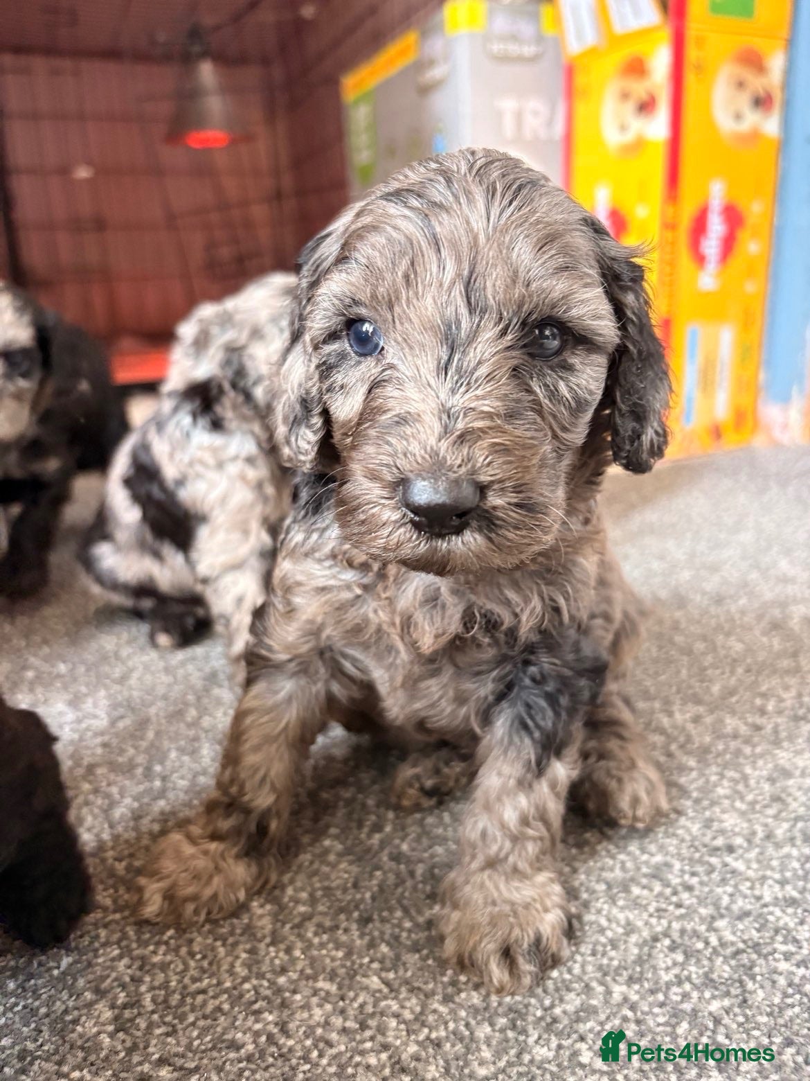 Cockapoo dogs Stunning f1b cockapoos  - Advert 16