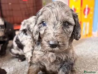 Cockapoo dogs Stunning f1b cockapoos - Advert 16