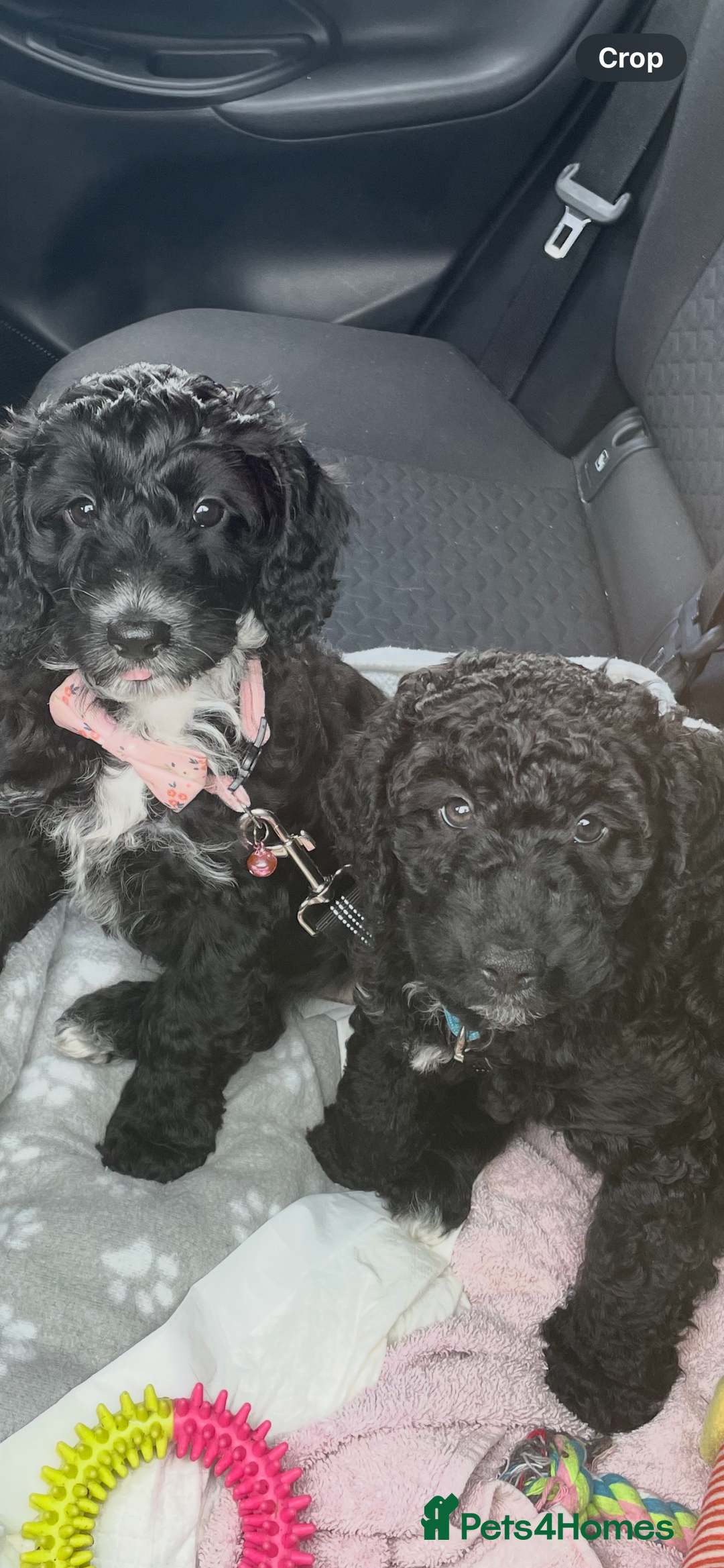 Cockapoo dogs for sale: Boni’s F1b pups, 2 little ones available 🖤🖤 - Image 5