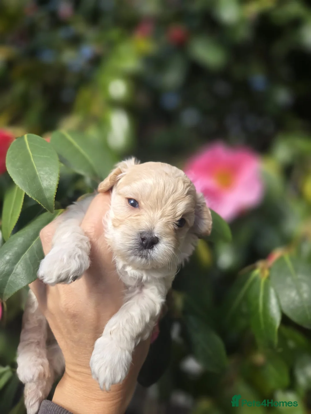 Maltipoo dogs for sale: F1🎀Maltipoo 🎀Luxury rare🎀 KC parents - Advert 7
