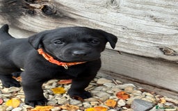 Labrador Retriever dogs for sale: Labrador Puppies - Image 9
