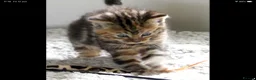 Mixed Breed cats for sale: Adorable Ragdoll x Maine Coon mix kittens  - Advert 11