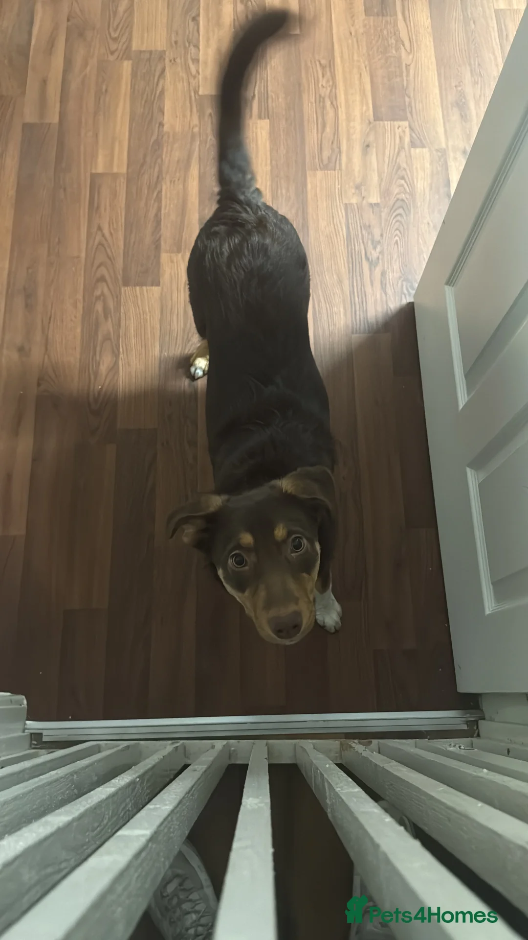 Border Collie dogs for sale: Beautiful Collie puppy for sale  - Advert 3