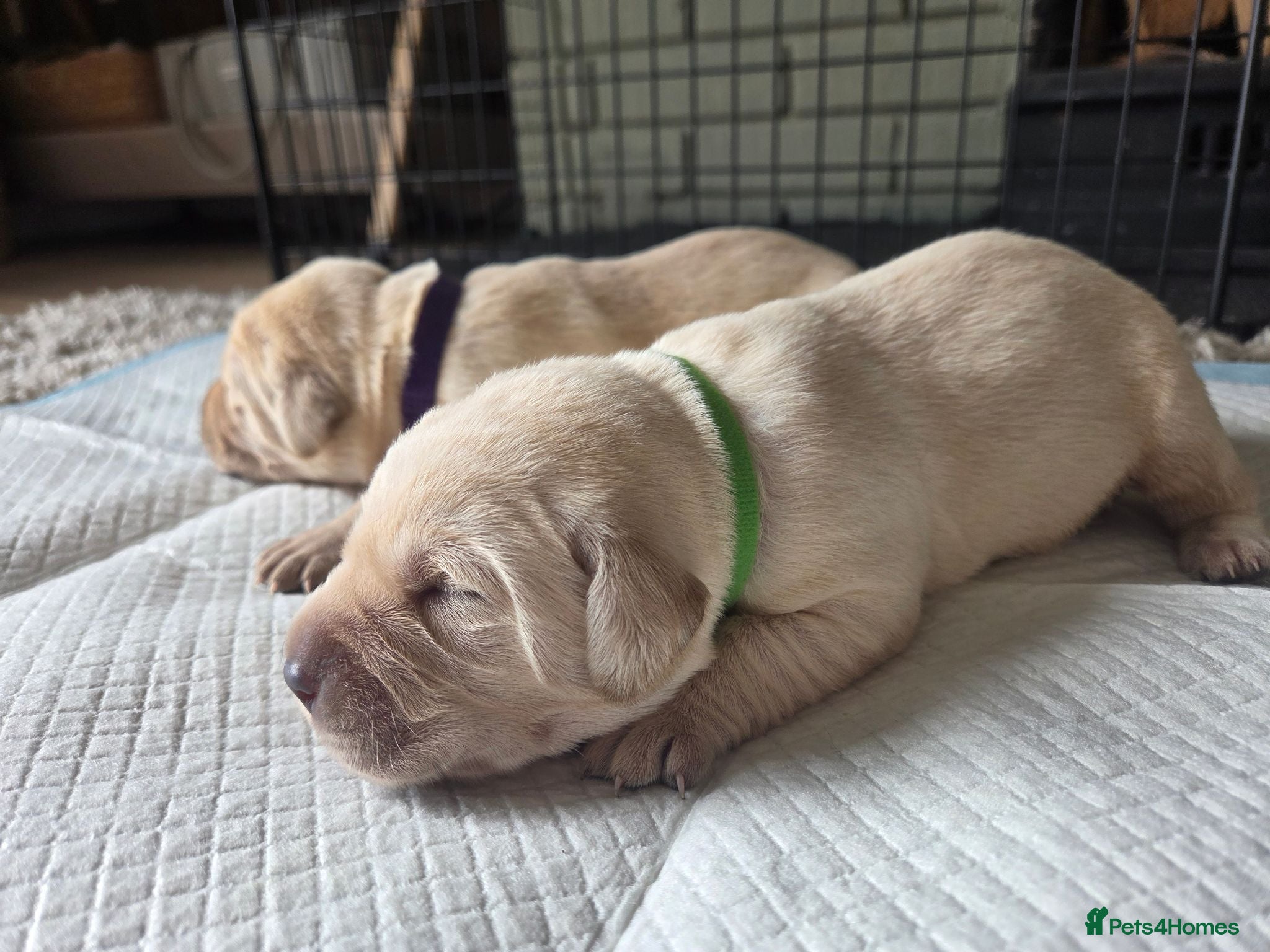 Labrador Retriever dogs Beautiful litter kc registered labradors  - Advert 2