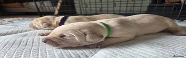Labrador Retriever 1