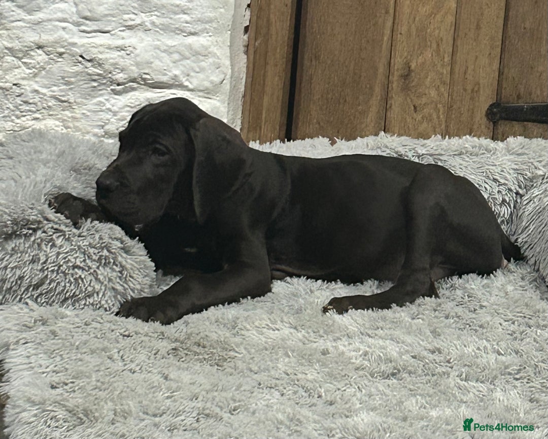 Great Dane dogs for sale: Stunning Great Dane Puppies, 4th generation  - Advert 8