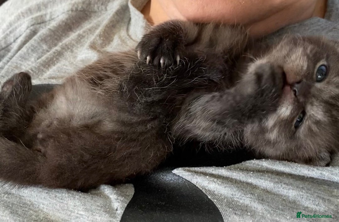 Scottish Fold cats for sale: Unique Smoke Scottish folds/straights - Advert 8