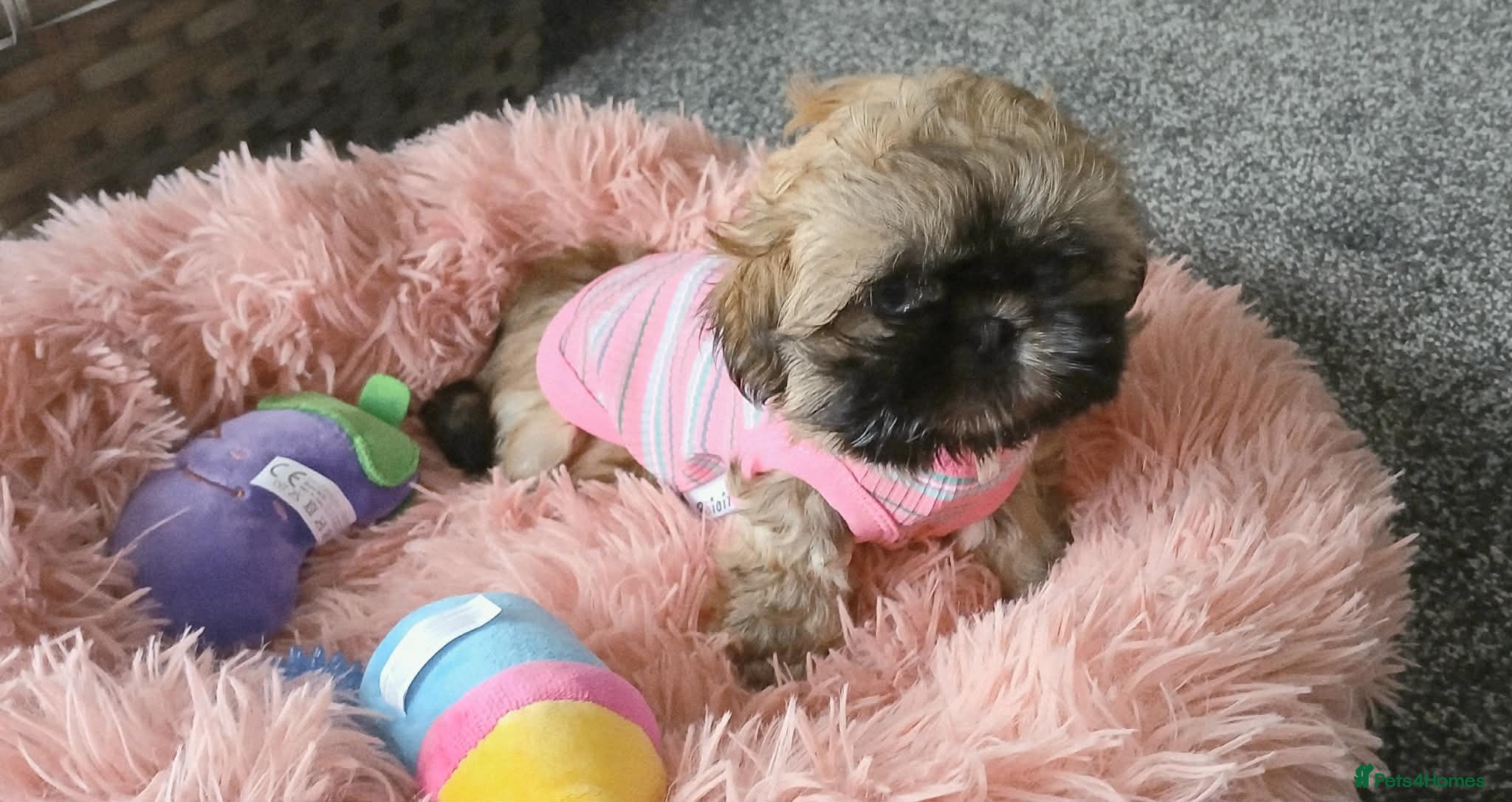 Shih Tzu dogs Female golden imperial shih tzu  - Advert 9