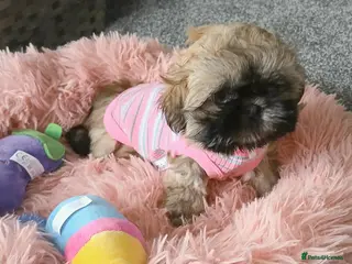 Shih Tzu dogs Female golden imperial shih tzu - Advert 9