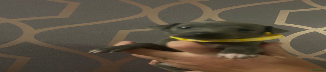 Italian Greyhound Puppy 3