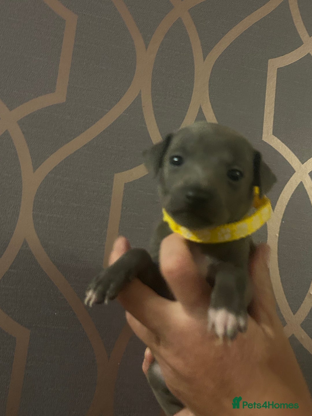 Italian Greyhound dogs for sale: 1 boy left  - Image 19
