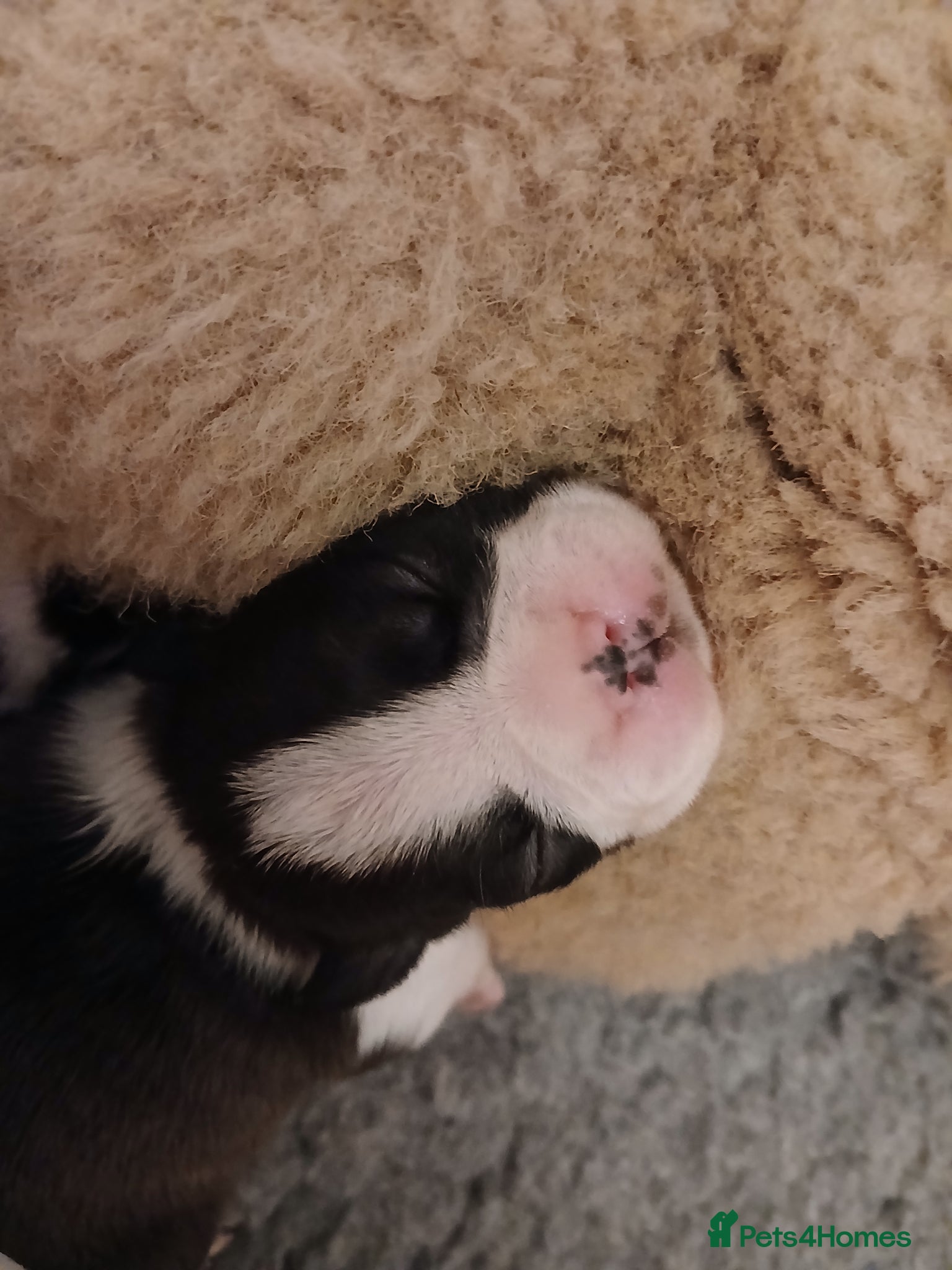 Boston Terrier dogs for sale: Boston Terrier puppies JHC4 hereditary free - Advert 3