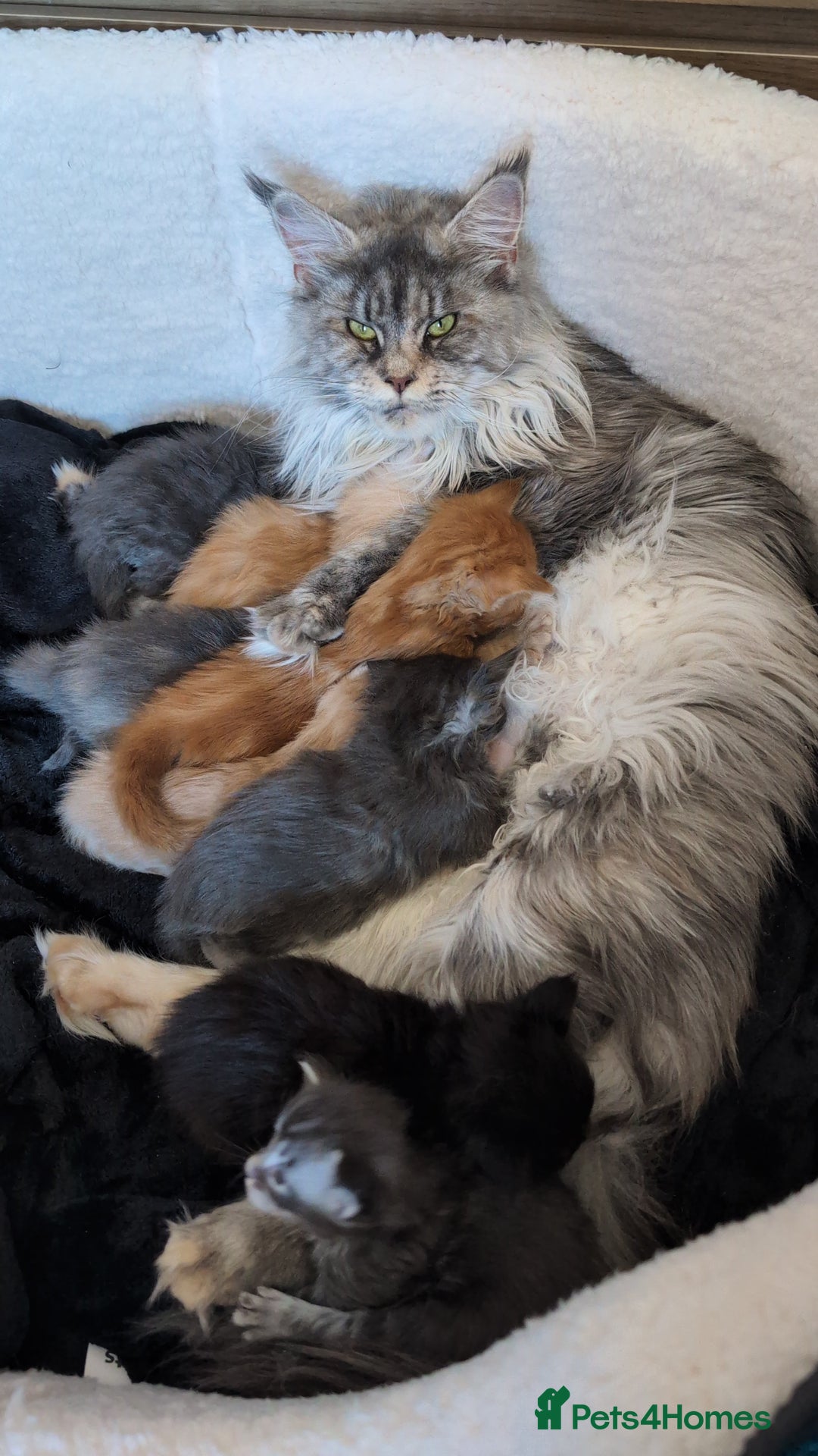Maine Coon cats for sale: Pedigree, Tica registered kittens - Advert 5