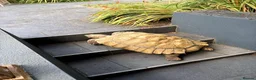 Tortoise reptiles for sale: Sultaca Tortoise  in Southampton - Advert 4