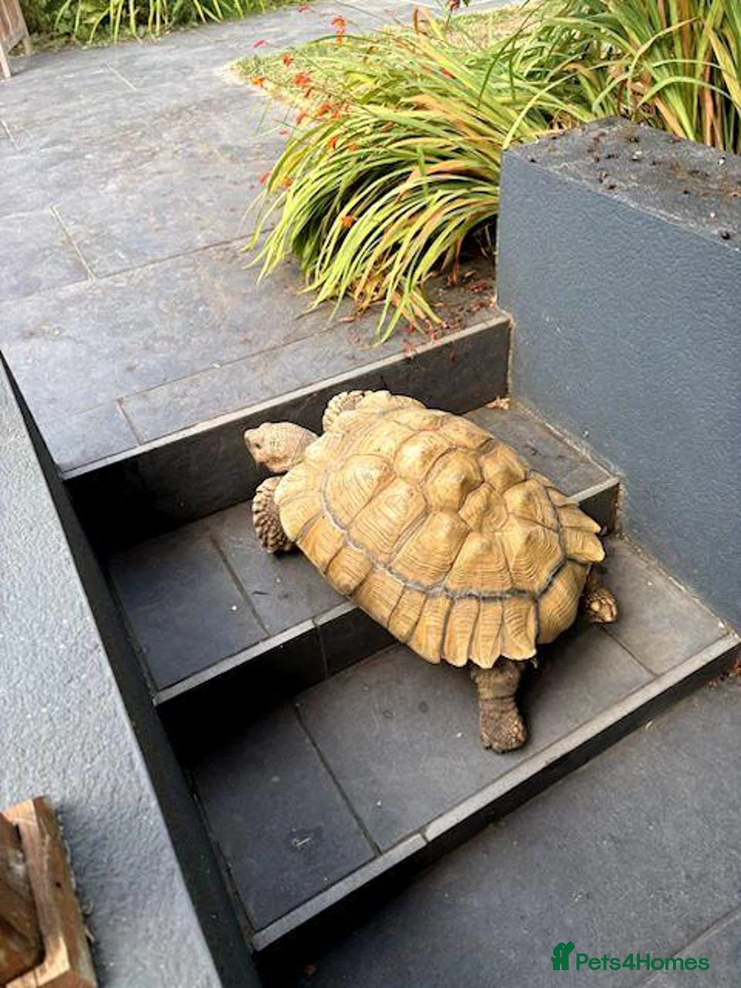 Tortoise reptiles for sale: Sultaca Tortoise  in Southampton - Advert 4