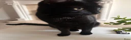 Domestic Shorthair cats for sale: Two beautiful black boys - Advert 5