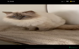 Ragdoll cats for stud: STUNNING LILAC RAGDOLL MALE STUD  - Image 2