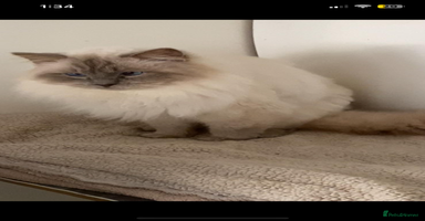Ragdoll cats - Advert 4