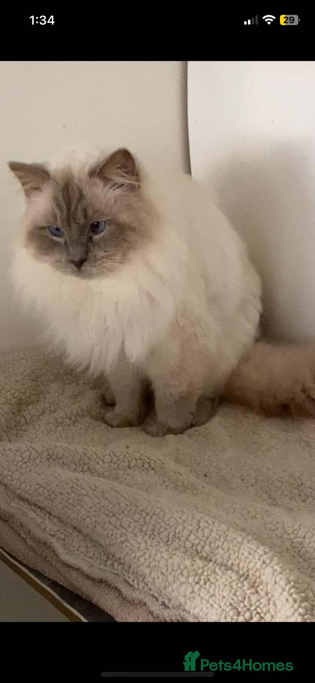 Ragdoll cats for stud: STUNNING LILAC RAGDOLL MALE STUD  - Image 2