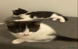 Ragdoll cats for sale: Ragdoll Cross Kittens - Advert 6