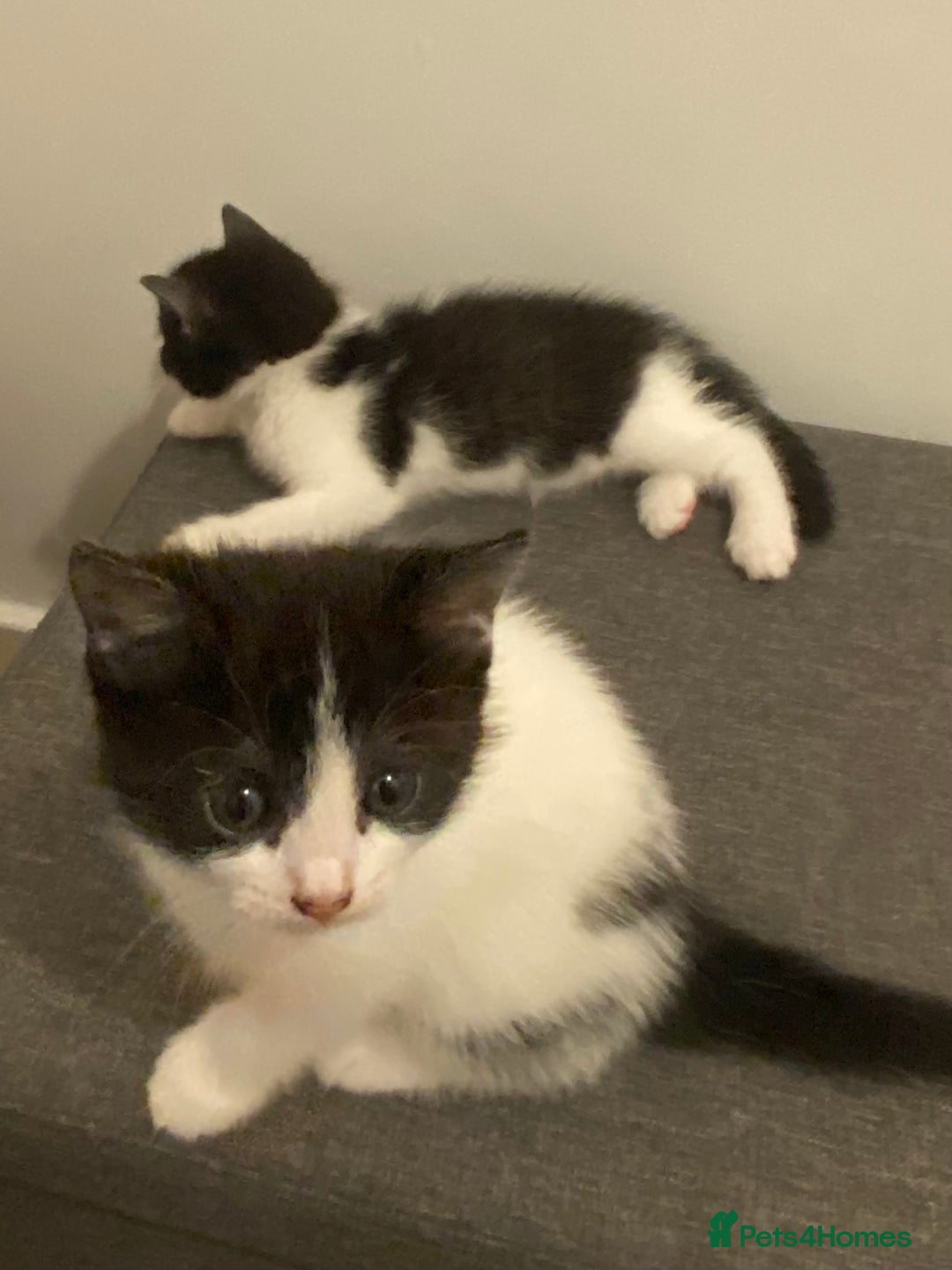 Ragdoll cats for sale: Ragdoll Cross Kittens - Advert 6