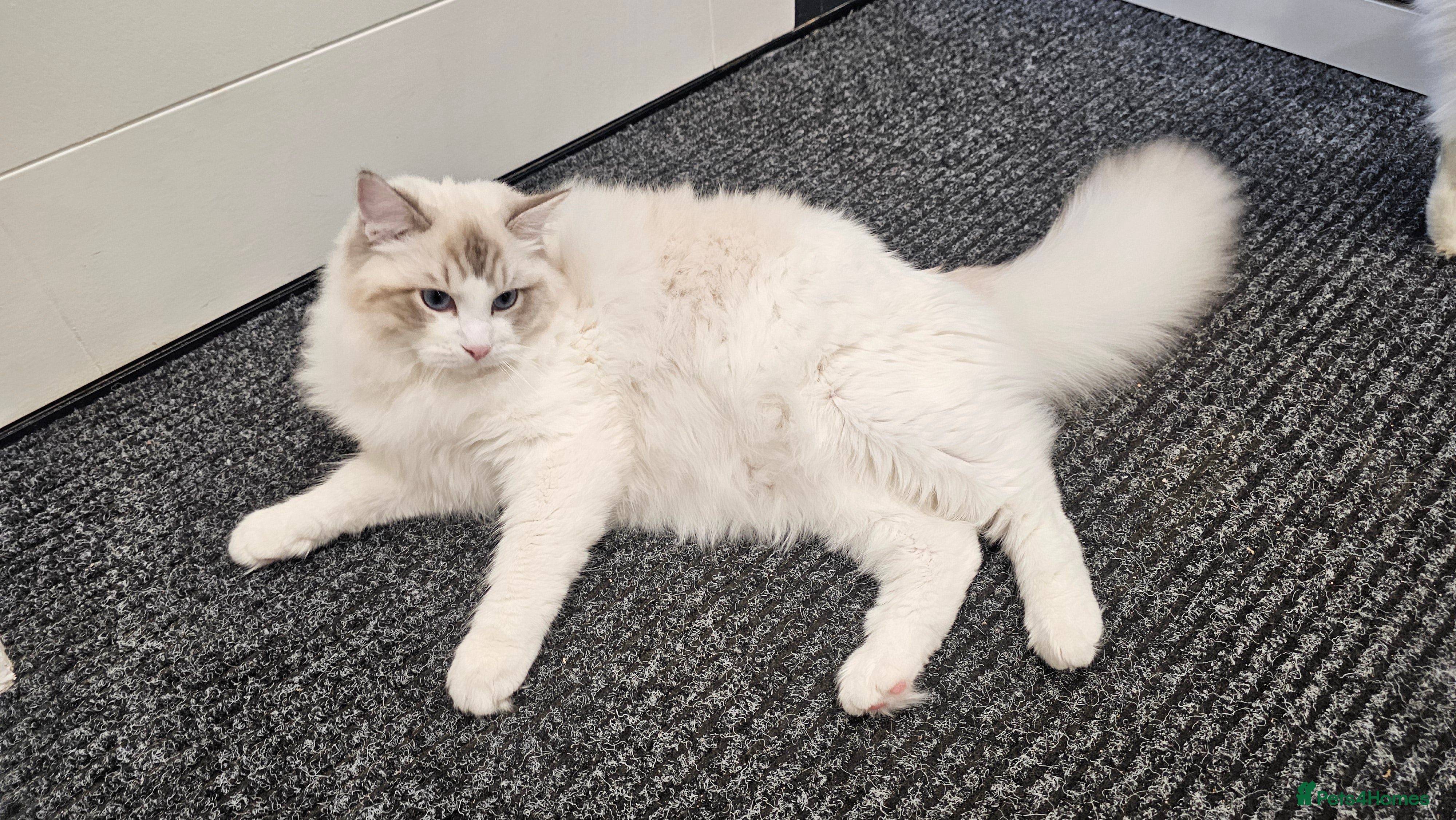 Ragdoll cats ACTIVE Gccf 1 boys left  - Advert 16