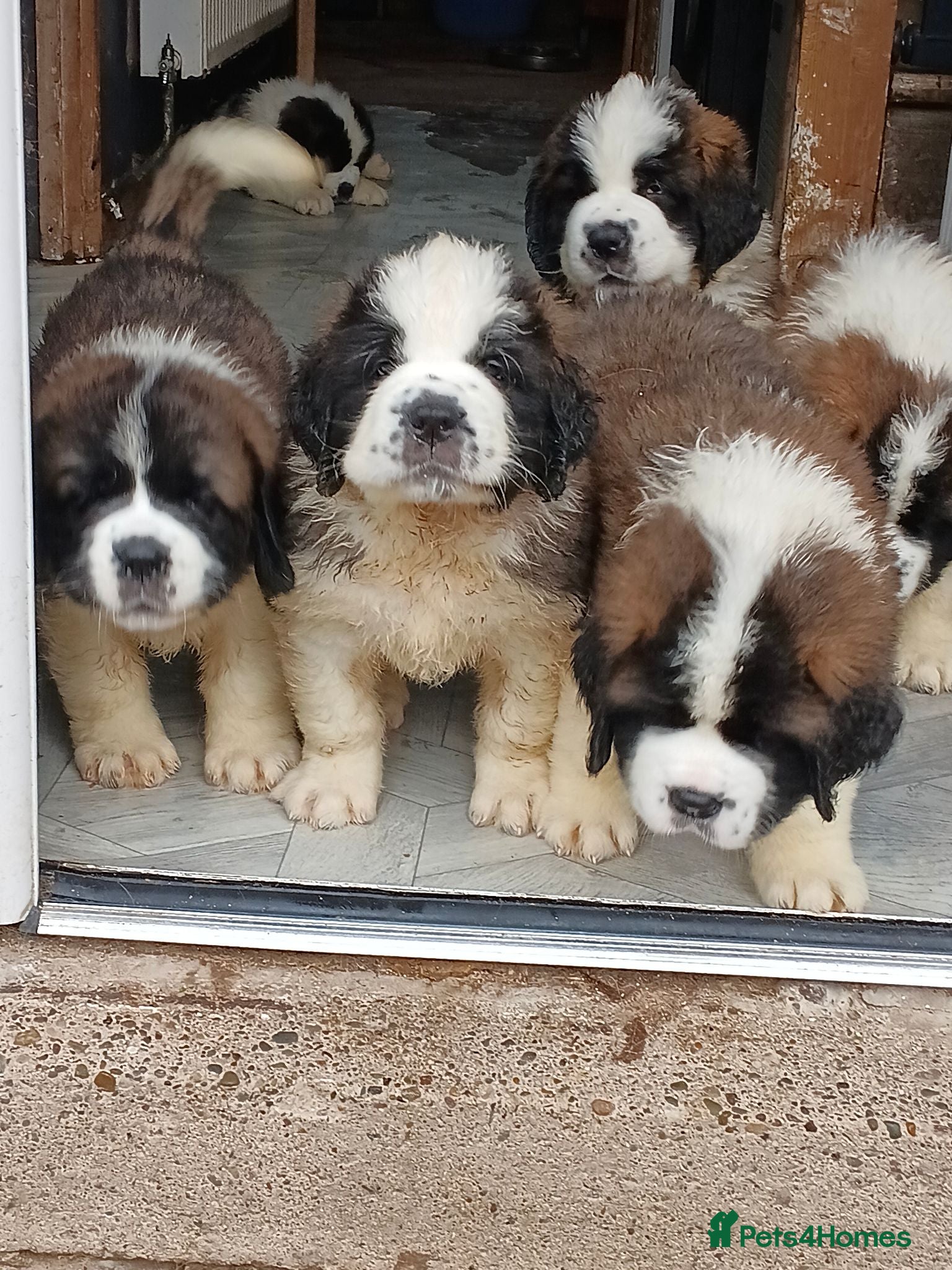 Saint Bernard dogs St Bernard kc registered puppies - Advert 2